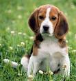 Beagle Dogs get breast cancer from Progestins