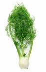 Fennel may also contribute to Restless Leg Syndrome.