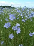 Flax the max of all phytoestrogens.