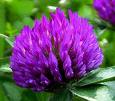 Clover is a phytoestrogen and may exacerbate Restless Leg Syndrome