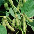 Soy is a phytoestrogen.