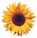 Sunflower seeds are estrogenic, and also the sunflower oil.